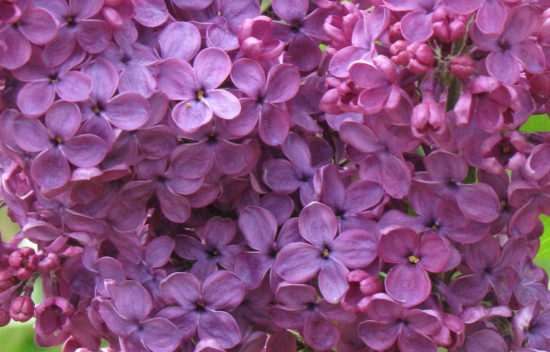 Purple Lilac (Syringa)