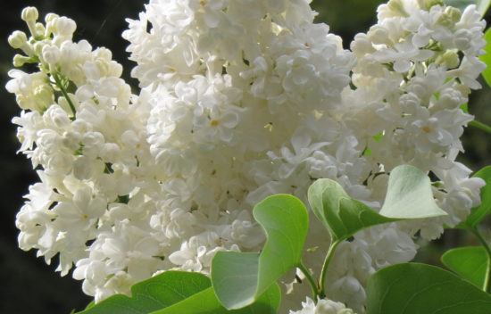 White Lilac (Syringa)