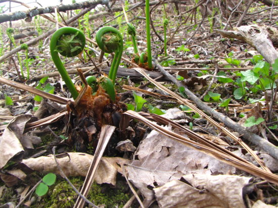 Fiddlehead ferns (Russell Steven Powell photo)