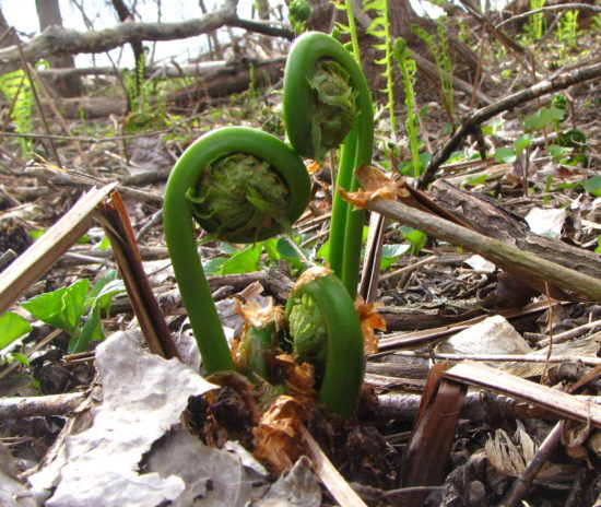 Fiddlehead ferns (Russell Steven Powell photo)