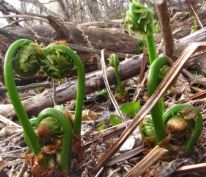 Fiddlehead ferns (Russell Steven Powell photos)