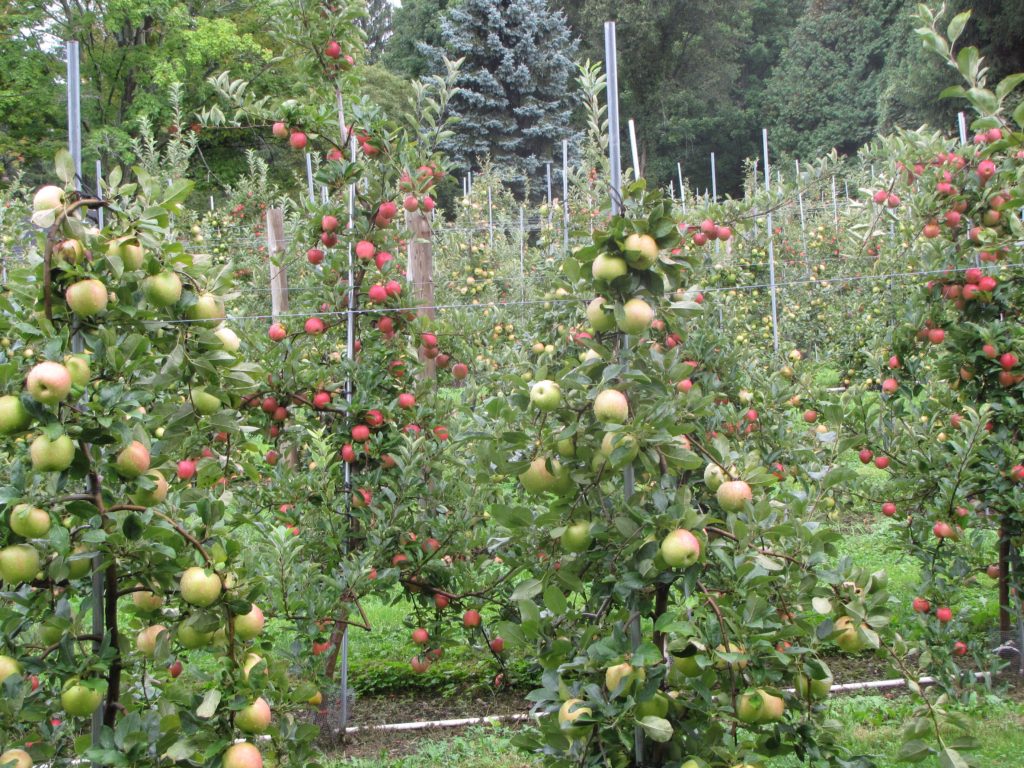 Honey Pot Hill Orchards, Stow, Massachusetts (Russell Steven Powell