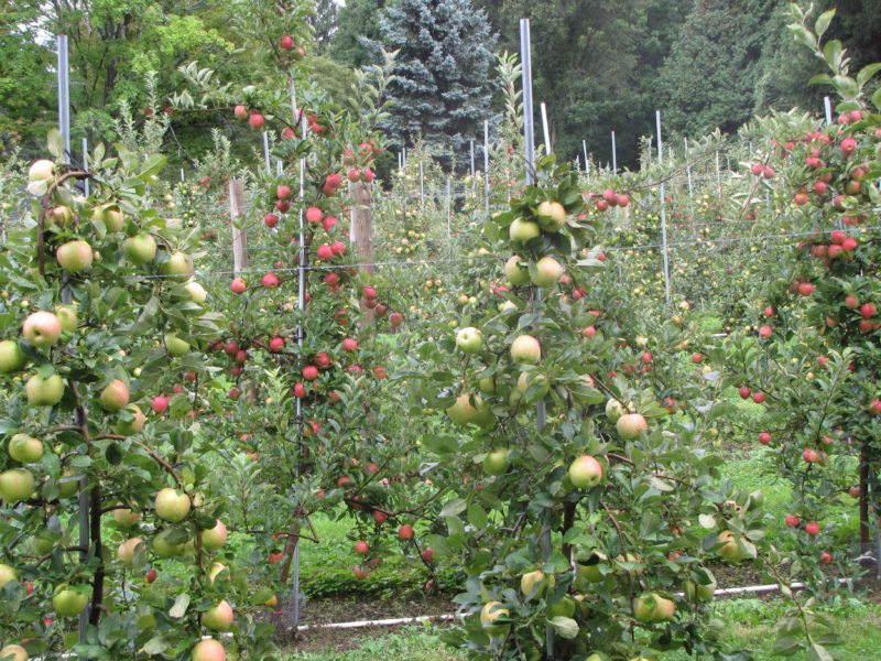 Honey Pot Hill Orchards, Stow, Massachusetts (Russell Steven Powell ...